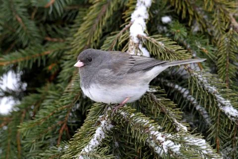 Junco on a branch Stock Photos