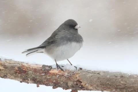 Junco on a branch in a snow storm Stock Photos
