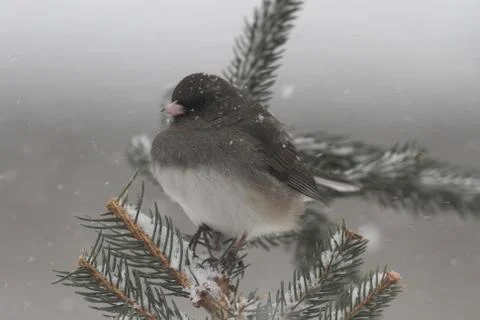 Junco on a branch in a snow storm Stock Photos