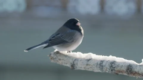 Junco, Dark-eyed, bird, perched on branch in winter snow Stock Footage 167104569