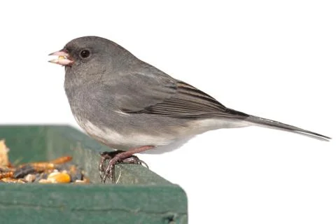 Junco on a feeder Stock Photos