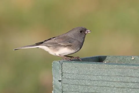 Junco On A Feeder Stock Photos
