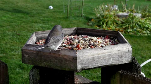 Junco Stock Footage