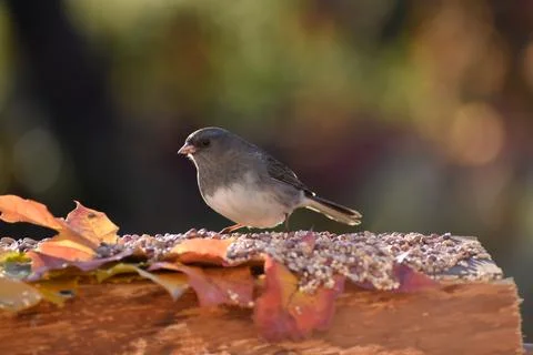 A junco at the garden feeder Stock Photos
