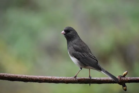 A junco in the garden Stock Photos
