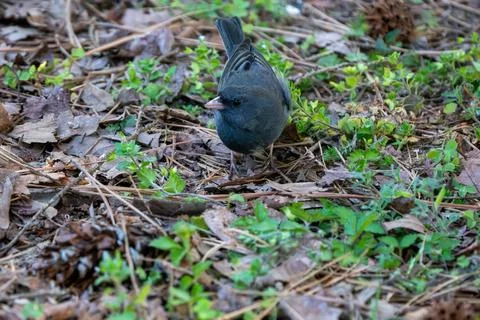 Junco on the Ground Fotos de archivo