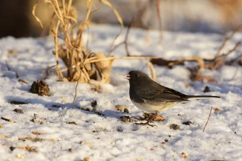 Junco hyemalis Stock Photos