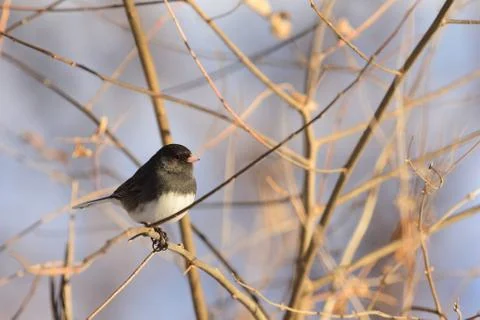 Junco hyemalis Stock-Fotos