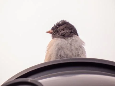 A junco on a lantern Stock Photos