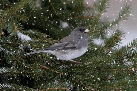 Junco in a light snowfall Stock Photos