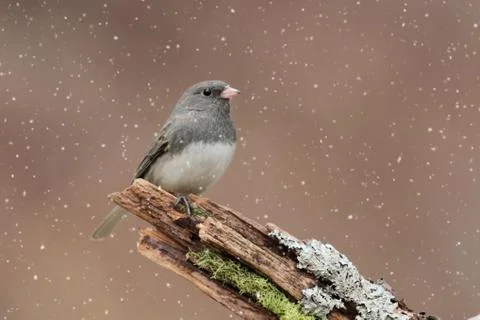 Junco in a light snowfall Stock Photos