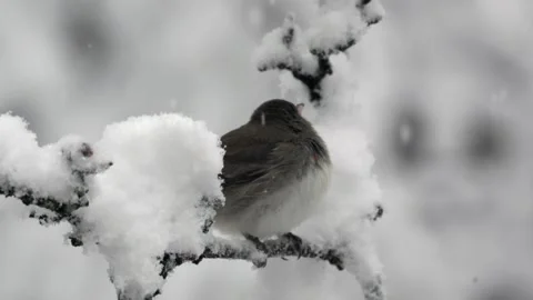 Junco or Snowbird Perched on Branch in Snowstorm Stock Footage 276798153