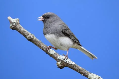 Junco on a perch Stock Photos