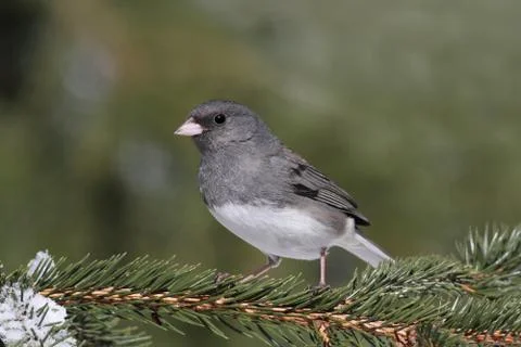 Junco on a perch Stock Photos
