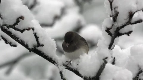 Junco Perched on Tree Branch on Snowy Day Stock Footage 276798161