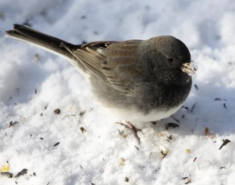 Junco with Snow on Beak Stock Photos