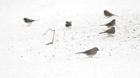 Junco Snow Birds Vídeos de archivo 999201
