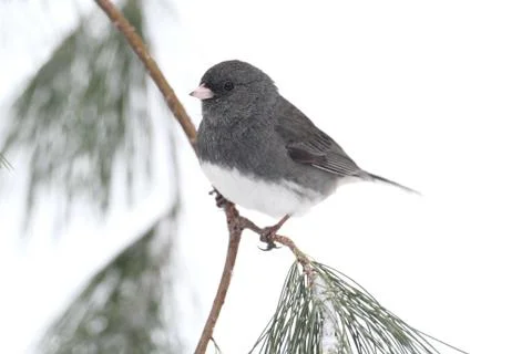 Junco on a snow-covered branch Stock Photos