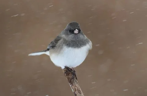 Junco on a snow-covered branch Stock Photos