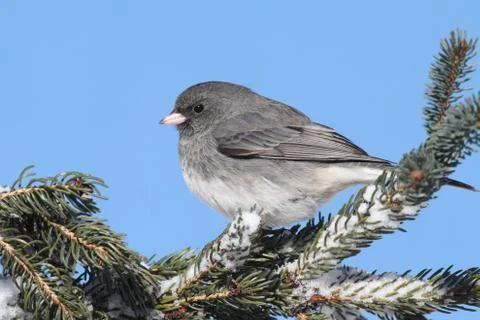 Junco on a snow-covered branch Stock Photos