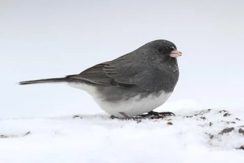 Junco in a snow storm Stock Photos