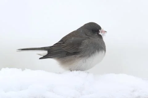 Junco in a snow storm Stock Photos