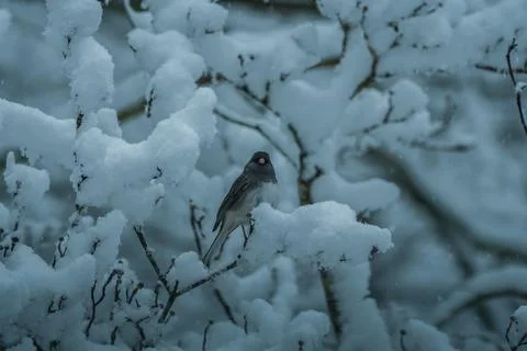 Junco on a snowy tree branch Foto stock