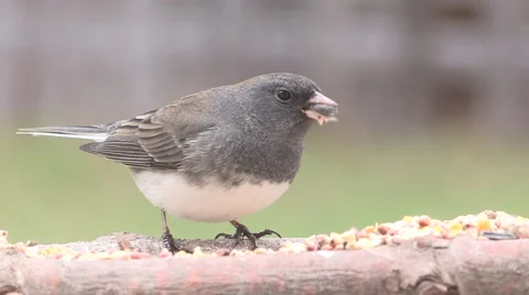 Junco Songbird feeding Stock Footage 49017929