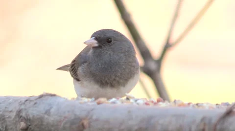 Junco Songbird feeding Stock Footage 49183176