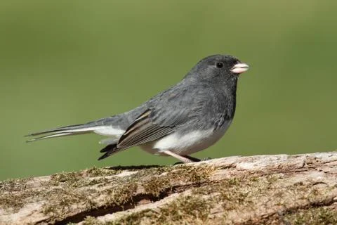 Junco on a stump Stock Photos