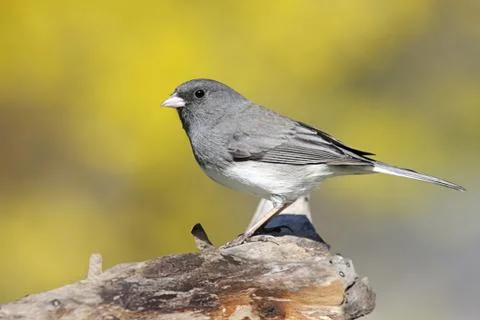 Junco on a stump in spring Stock Photos