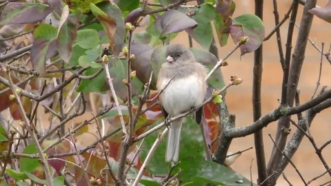 Junco in a tree Stock Footage 75391883