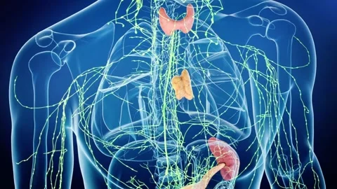 Junction of arteries and veins, capillary bed for nutrient exchange. Stockbeeldmateriaal 345107883