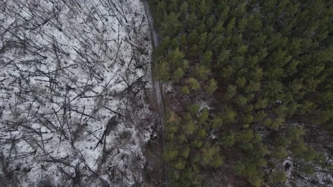 The junction of two different forests of pine and oak. aerial shooting. Video stock 148026006