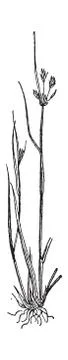 Juncus bufonius or Toad rush, vintage engraving. Stock Illustration