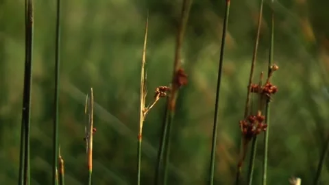 Juncus effusus with wetland plants, and sunset. Stock Footage 306647747