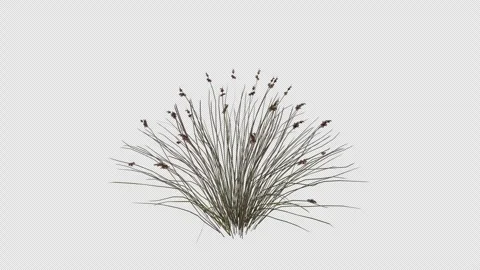 Juncus Leopoldii Grass blowing in the wind. Alpha Channel. Loop Animation Stock Footage 291014211