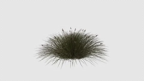 Juncus Leopoldii Grass blowing in the wind. Alpha Channel. Loop Animation Stock Footage 291014446