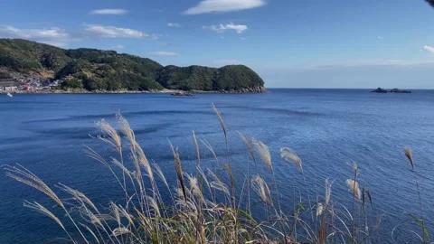 Juncus rush in the wind in front the japanese sea. Stock Footage 145300040