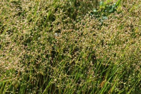 Juncus subnodulosus, the blunt-flowered rush growing in europe Stock Photos