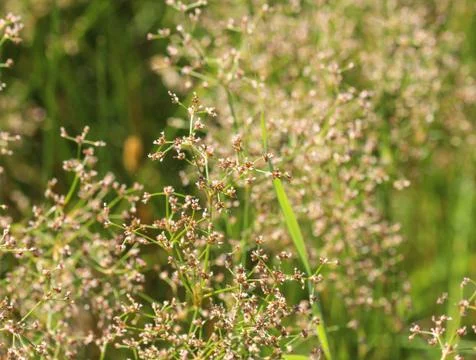 Juncus subnodulosus, the blunt-flowered rush growing in europe Stock Photos