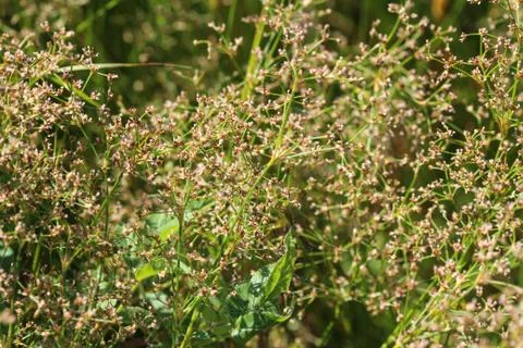 Juncus subnodulosus, the blunt-flowered rush growing in europe Stock Photos