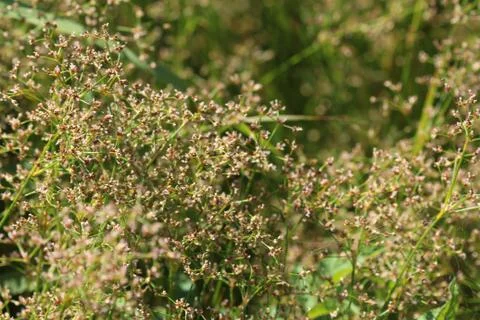 Juncus subnodulosus, the blunt-flowered rush growing in europe Stock Photos