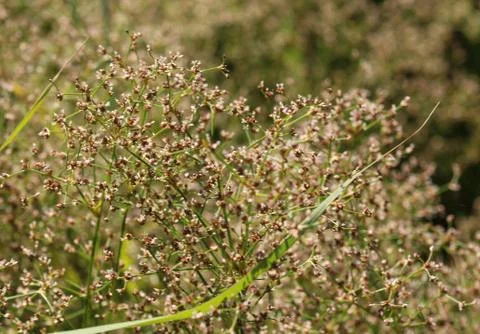 Juncus subnodulosus, the blunt-flowered rush growing in europe Stock Photos