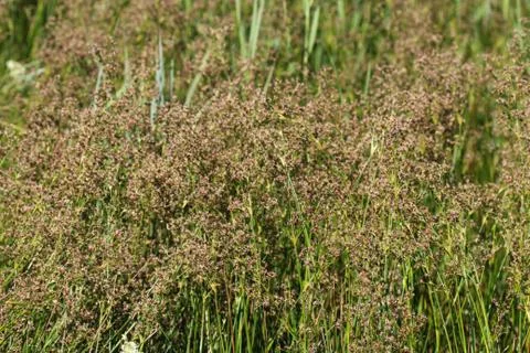 Juncus subnodulosus, the blunt-flowered rush growing in europe Foto stock