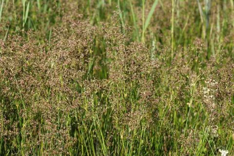 Juncus subnodulosus, the blunt-flowered rush growing in europe Stock Photos