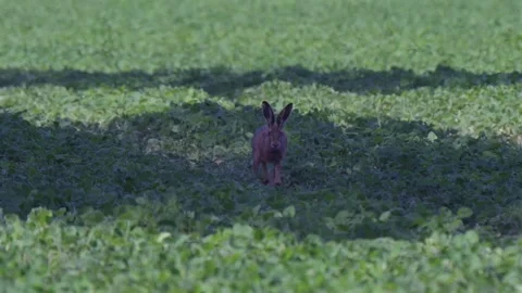 June 2025. Hare rabbit Lepus in the White Carpathians in the Czech Republic Stock Footage 313081364