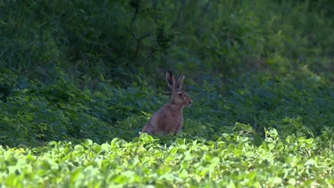 June 2025. Hare rabbit Lepus in the White Carpathians in the Czech Republic Stock Footage 313081369