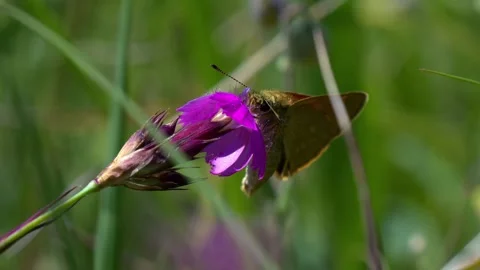 June 2025. The large skipper Ochlodes sylvanus in the White Carpathians Stock Footage 313081593