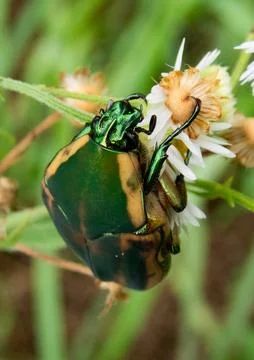 June-beetle-39 Stock Photos